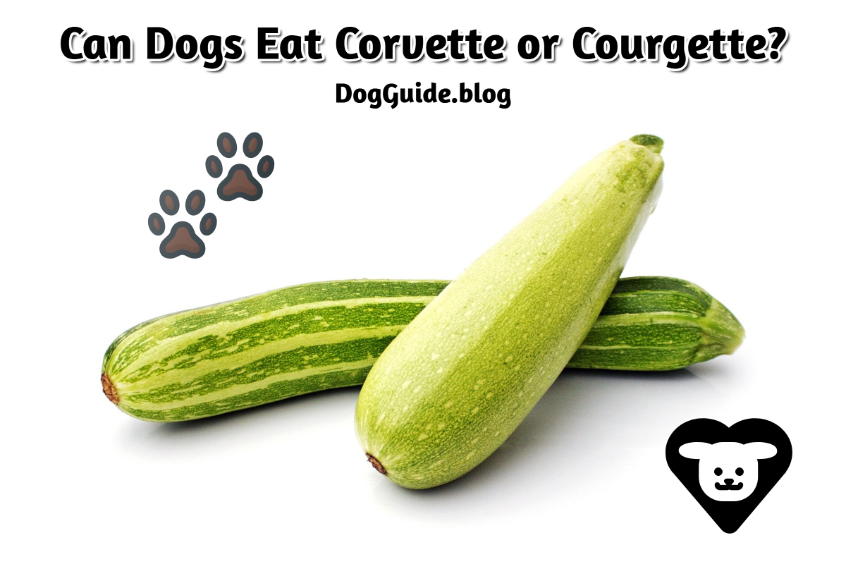 Can Dogs Eat Corvette or Courgette