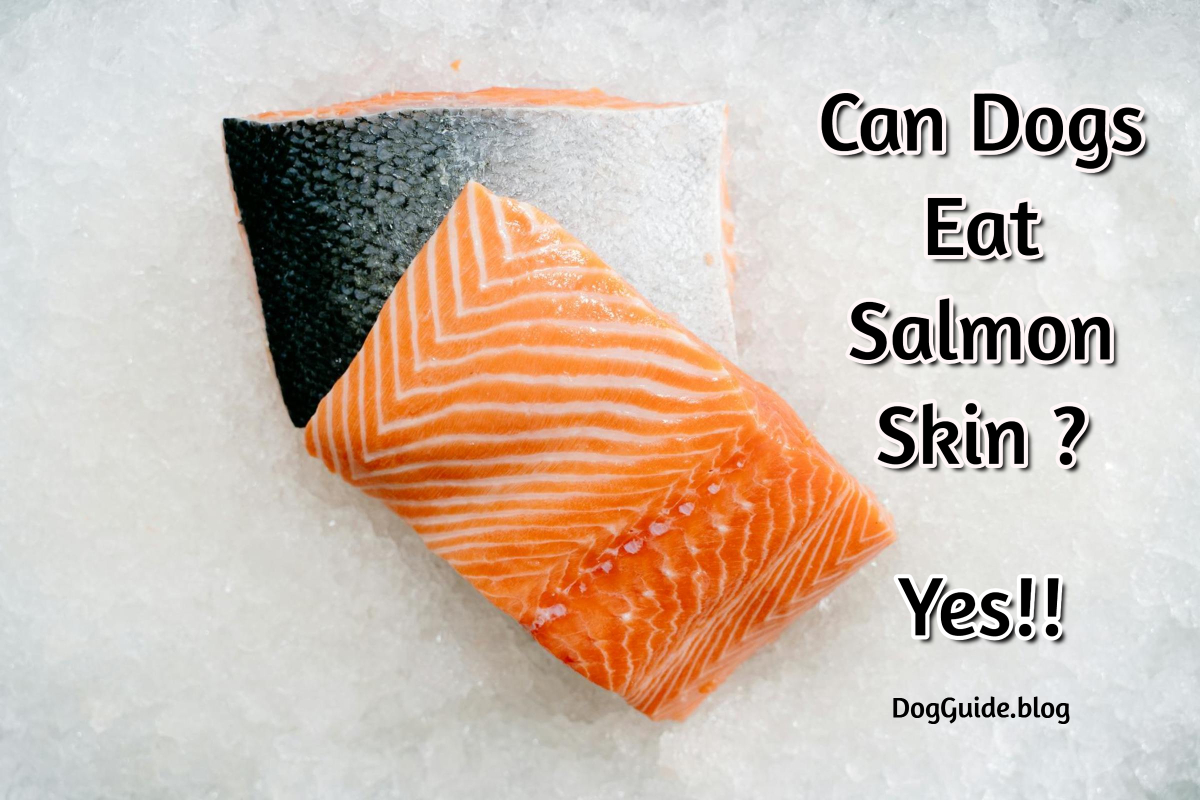 Can Dogs Eat Salmon Skin ?