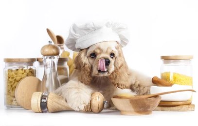 Can Dogs Eat Sourdough Bread