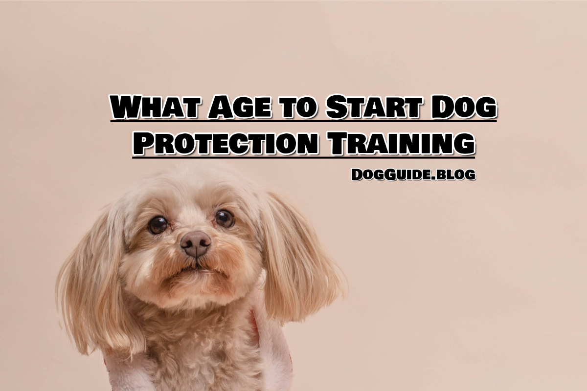 What Age to Start Dog Protection Training