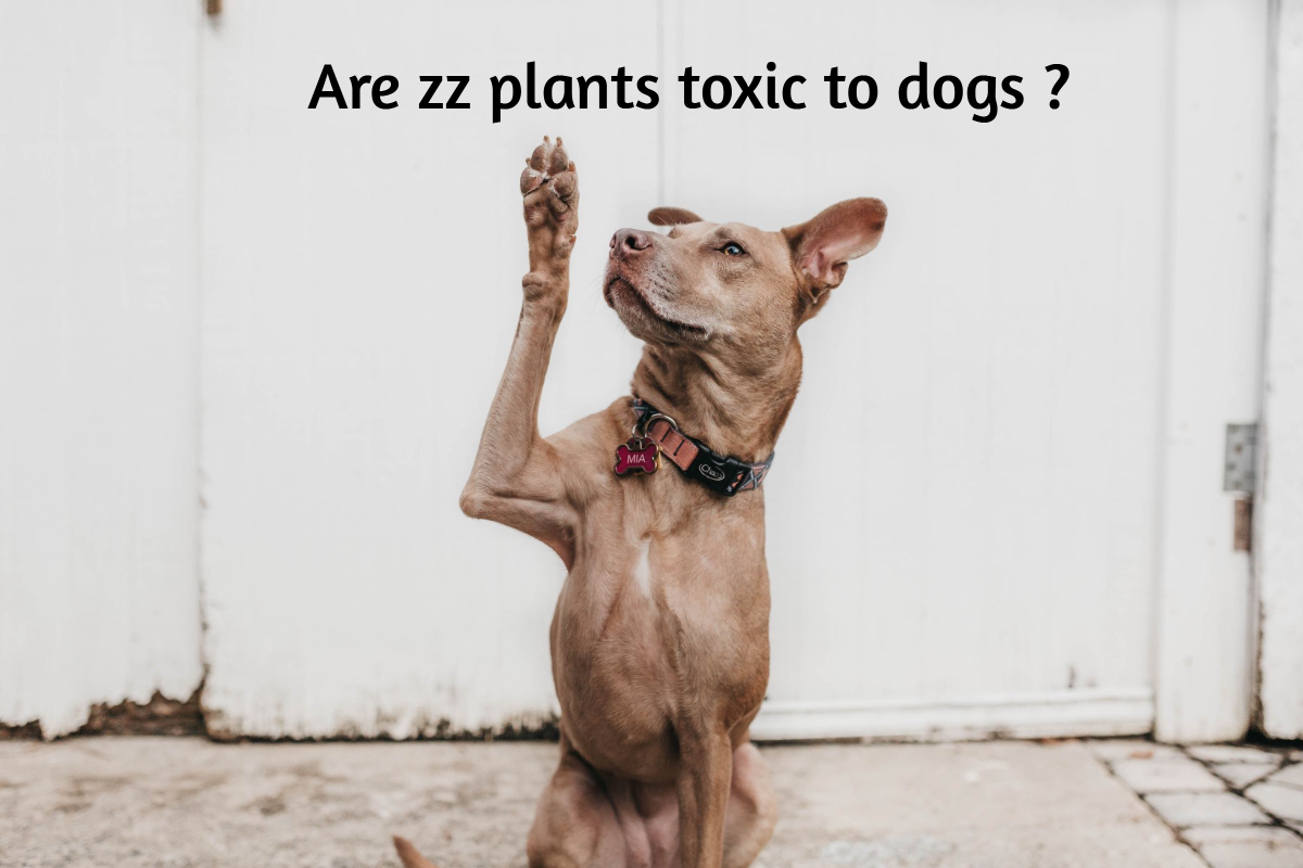 are zz plants toxic to dogs