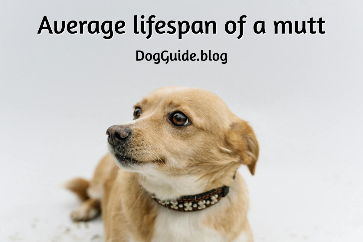 average lifespan of a mutt