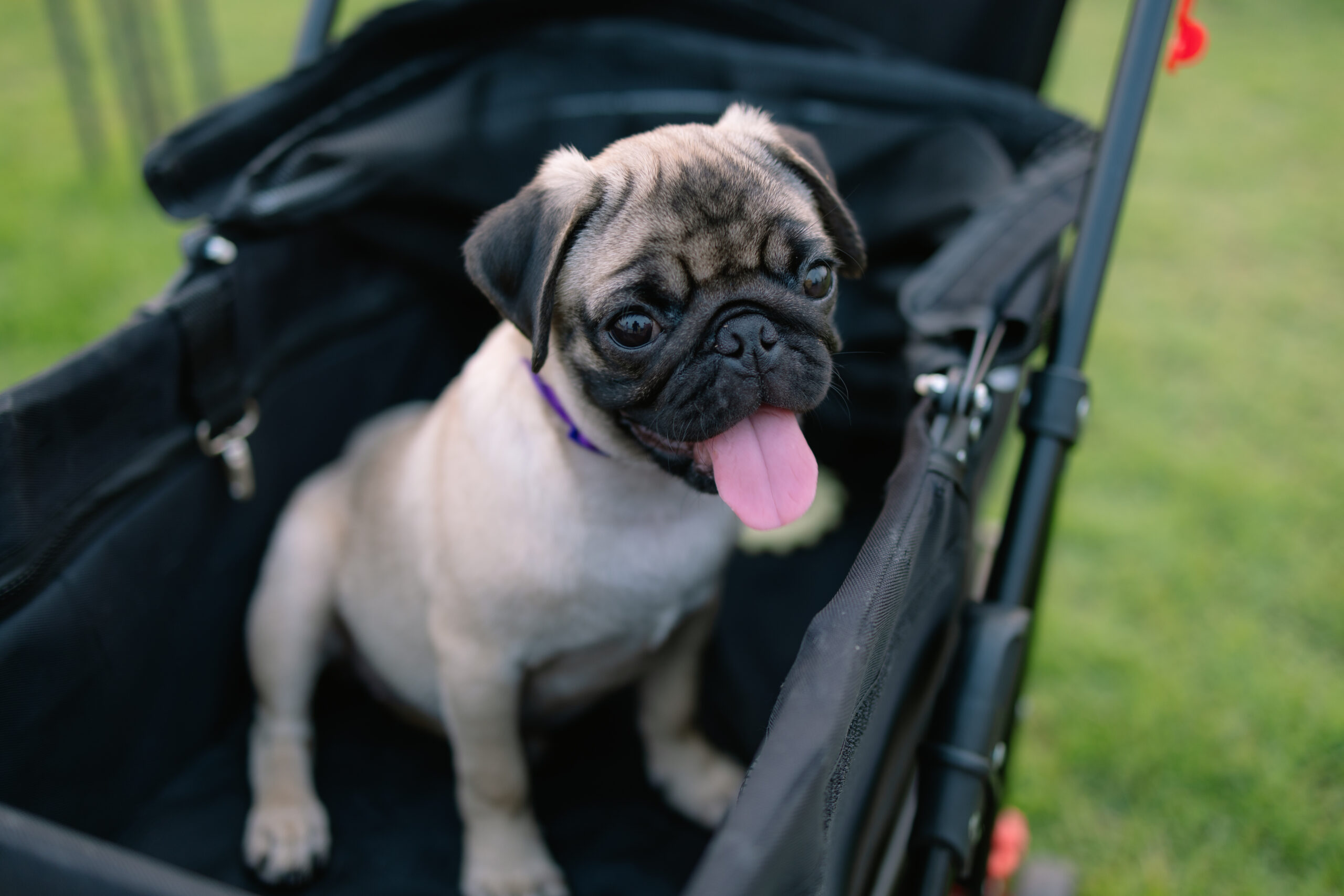 dog strollers for small dogs